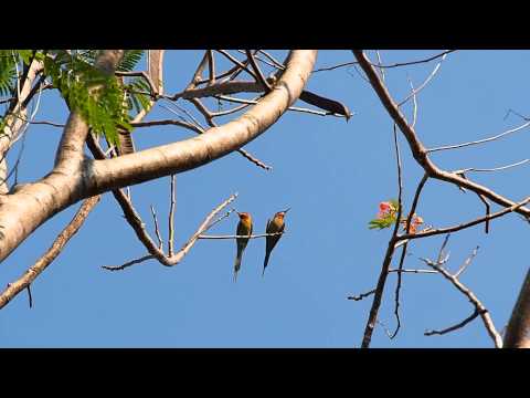 นกจาบคาหัวเขียว (ทั้งตัวผู้และตัวเมีย) Blue tailed bee eater (male and