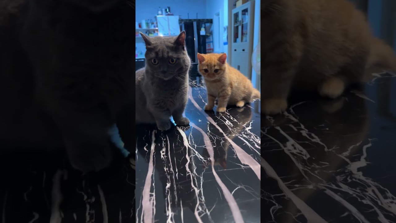 แสบพอกัน แต่น้องแสบสุด #แมว #cat #cute #cutecat #kitten #funnycats #pets #animals #แมวถังแก๊ส #meow