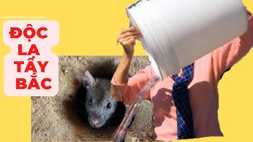 Độc Lạ Tây Bắc - Bắt Chuột Bằng Cách Đơn Giản Không Tưởng | Dã Thực