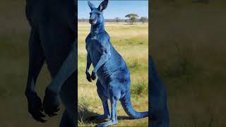 canguru azul #shots