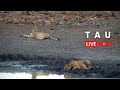 Tau game lodge  wildlife live stream  madikwe