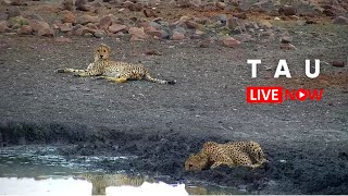 Tau Game Lodge | Wildlife Live Stream – Madikwe