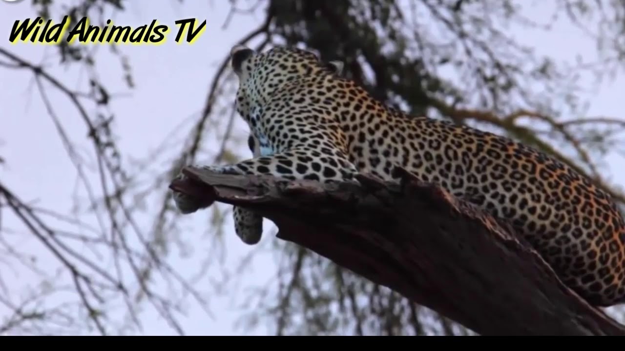Tiger vs python Leopard vs Python Honey badger vs python - Wildanimals ...