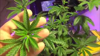 Cannabis Update #18 Flower & Veg Update. New House News.