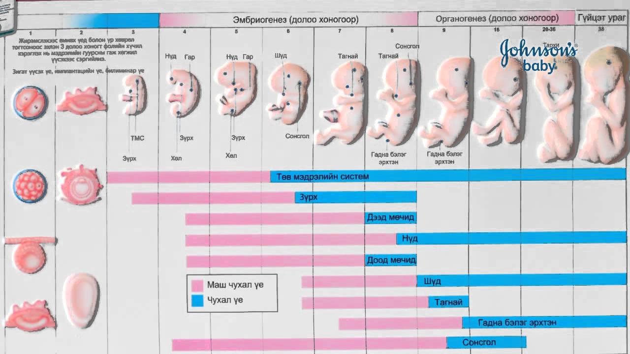 Жирэмсэний үеийн үзлэг хяналт