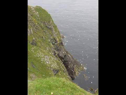 Gannets Circling on the cliffs of Herma Ness