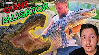 Face to Face with a GIANT Alligator @ReptileRiff