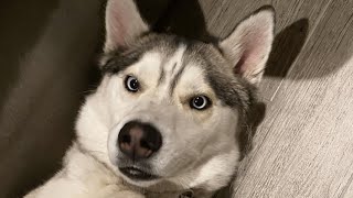 Man adopts a husky. Then he discovers his tantrum problem.