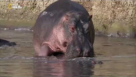 Вся правда о крокодилах. #Документальный фильм. National Geographic 12+ HD
