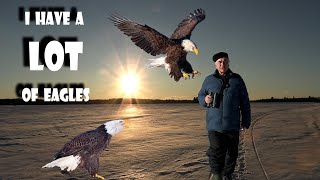 BALD EAGLES have me SURROUNDED
