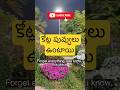 🎥 “ఇక్కడికి ఒక్కసారి వెళ్తే మర్చిపోలేరు ❤️” #flowers #naturelovers #naturephotography #naturesounds