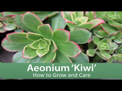 How to Grow and Care for Aeonium ‘Kiwi’