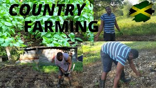 JAMAICAN FARMER |  FARMING SWEET PEPPER IN THE COUNTRY  VLOG #JAMAICA