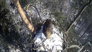 Веб-камера на гнезде орлана-белохвоста в Татарстане Веб-камера на гнезде орлана-белохвоста в Татарстане