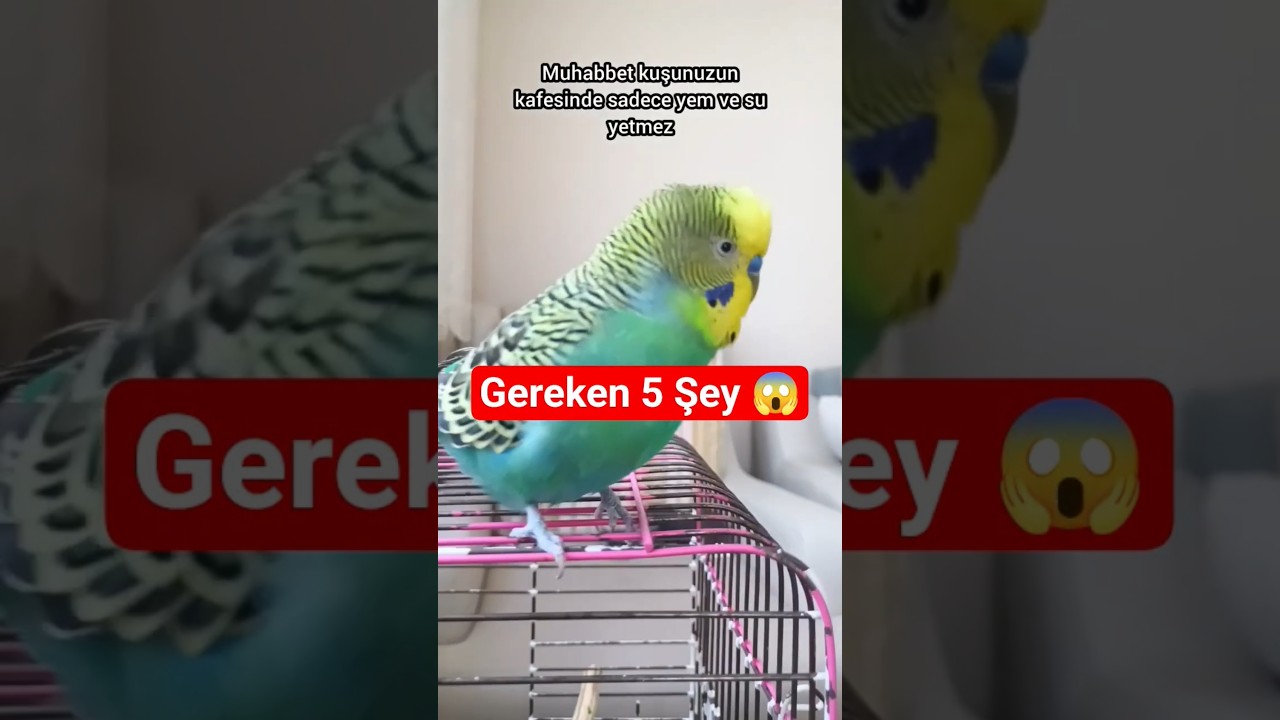 Muhabbet Kuşunuzun Kafesinde Mutlaka Olması Gereken 5 Şey! #muhabbetkuşu #birds #budgies #birdsong