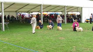 Finlay the Tibetan Spaniel in the Dog CC at Richmond by Carlton Hall 673 views 5 years ago 1 minute, 14 seconds