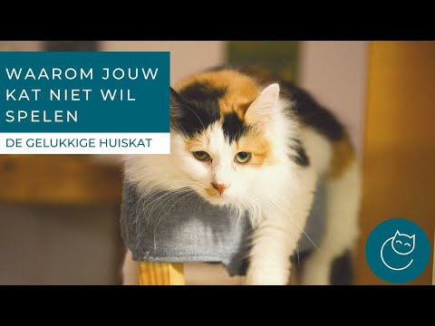 Video: Waarom gaan katten van huis of rennen ze weg en komen ze niet terug?
