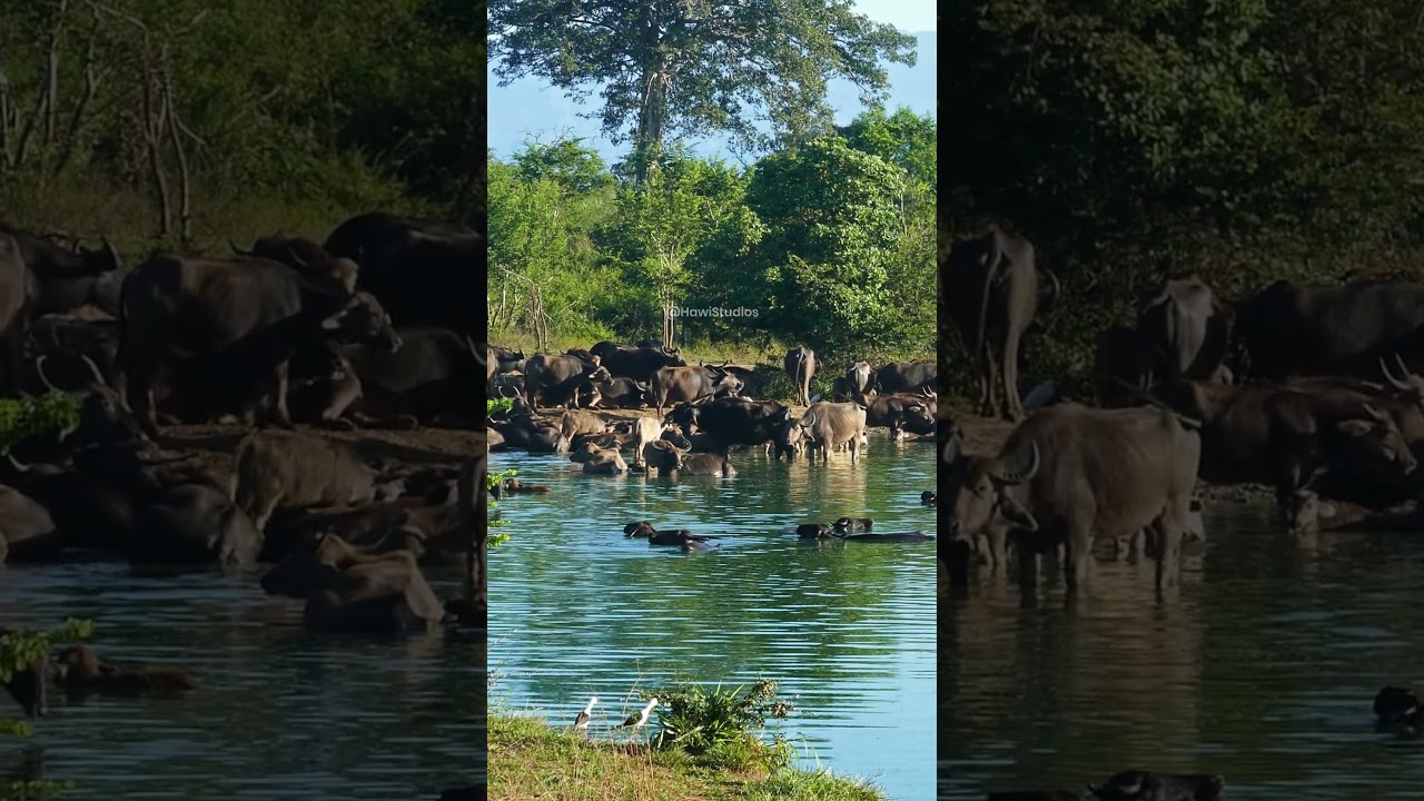 Wild buffalo group bath 