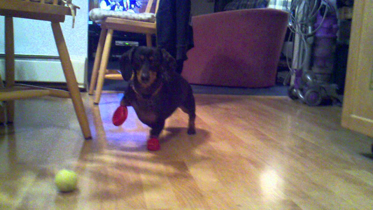dachshund booties