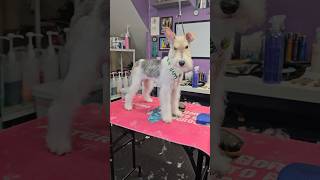 What, like it’s hard? ‍♀ Elle Woods #doggroomingtips #cutedog #pets