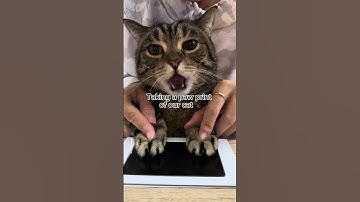 Taking a paw print of our cat #shorts #funny #cat