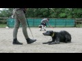 Walter - Deerhound Puppy - 3 Week Residential Dog Training の動画、YouTube動画。