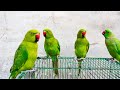 Beautiful Ringneck Parrot Chariping Sounds