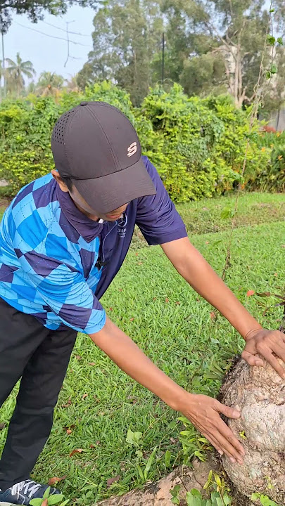 Rekomendasi bahan kayu yang bagus buat sarung dan gagang golok