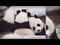 أجمل صور باندا panda 