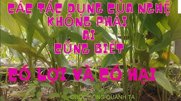 Tác -Dụng- Của- Nghệ- Vàng -Tươi (  10 tác dụng tuyệt vời của nghệ không phải ai cũng biết  )