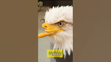 النسر الطائر المقاوم تعرف على قصتة الحزينة ترفيه الحيوان حيوانات النسر نسر صقر Eagle 