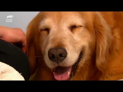Labrador Shih Tzu And Golden Retriever Puppies Too Cute Full Episode 