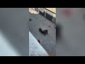 Il video dell'uomo morto ammanettato a Bologna: i poliziotti lo tengono fermo a faccia in giù, lu...