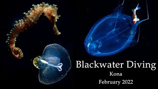 Untethered Blackwater Diving in Kona, Hawaii  2022