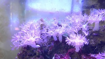 Xenia Coral pulsing timelapse