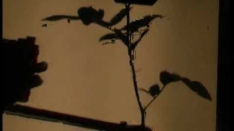 Vision & Robotics: Aris Rombomatic