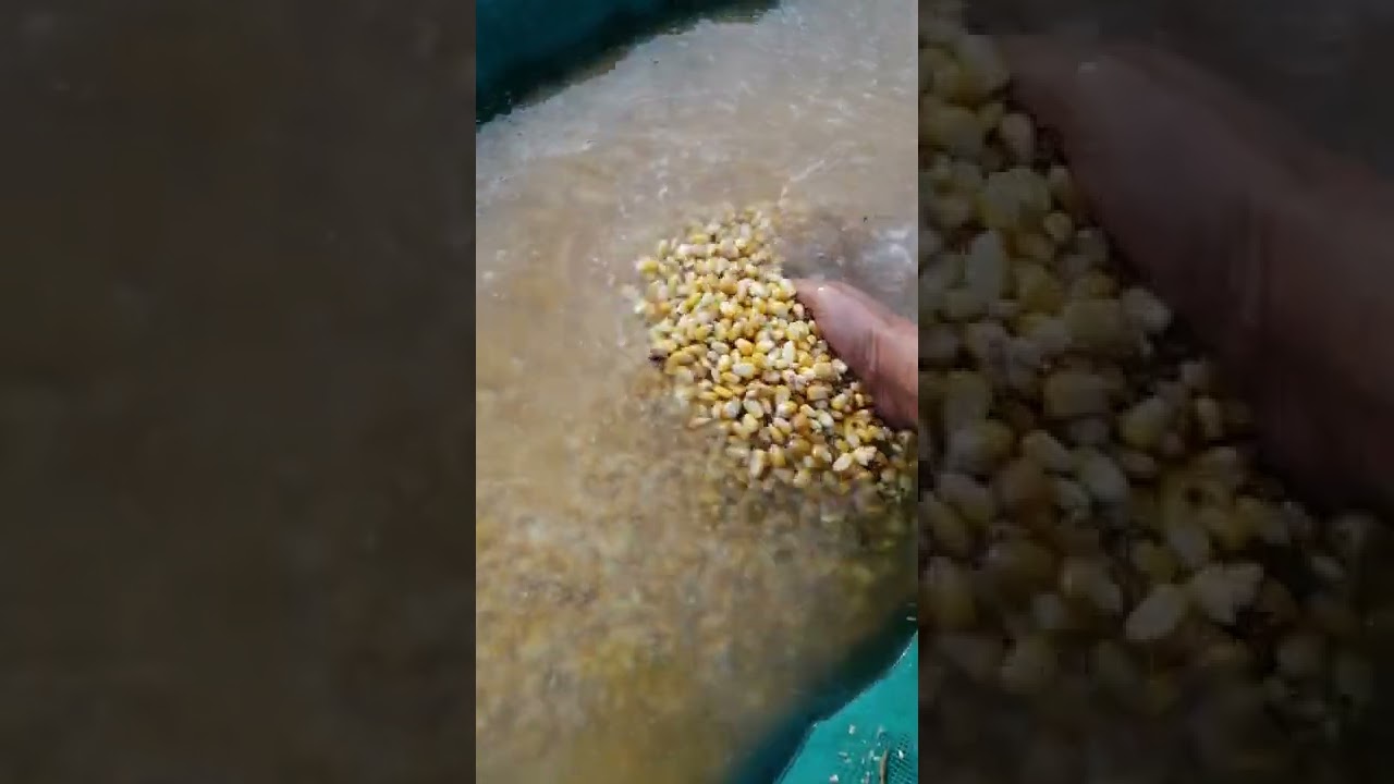 عمل أحواض غسل الشعير و الذرة الصفراء لعليقة الحمام اللاحم الفرنسي