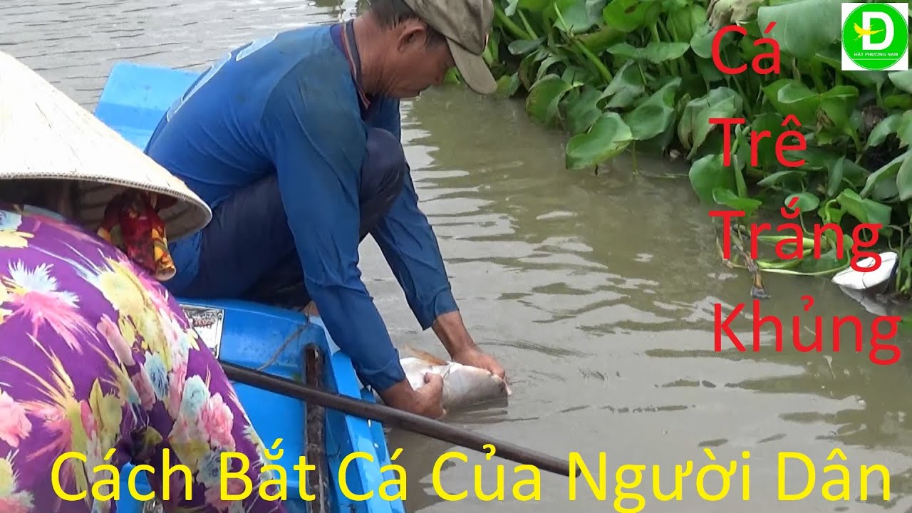 224 Cách Bắt Cá Đơn Giản Mà Rất Hiệu Quả Của Người Dân Miền Tây - Lên ...