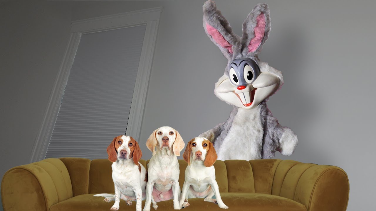 Prank Rabbits Dogs vs Creepy Bunny Prank on Easter: Funny Dogs Maymo, Potpie & Indie ...