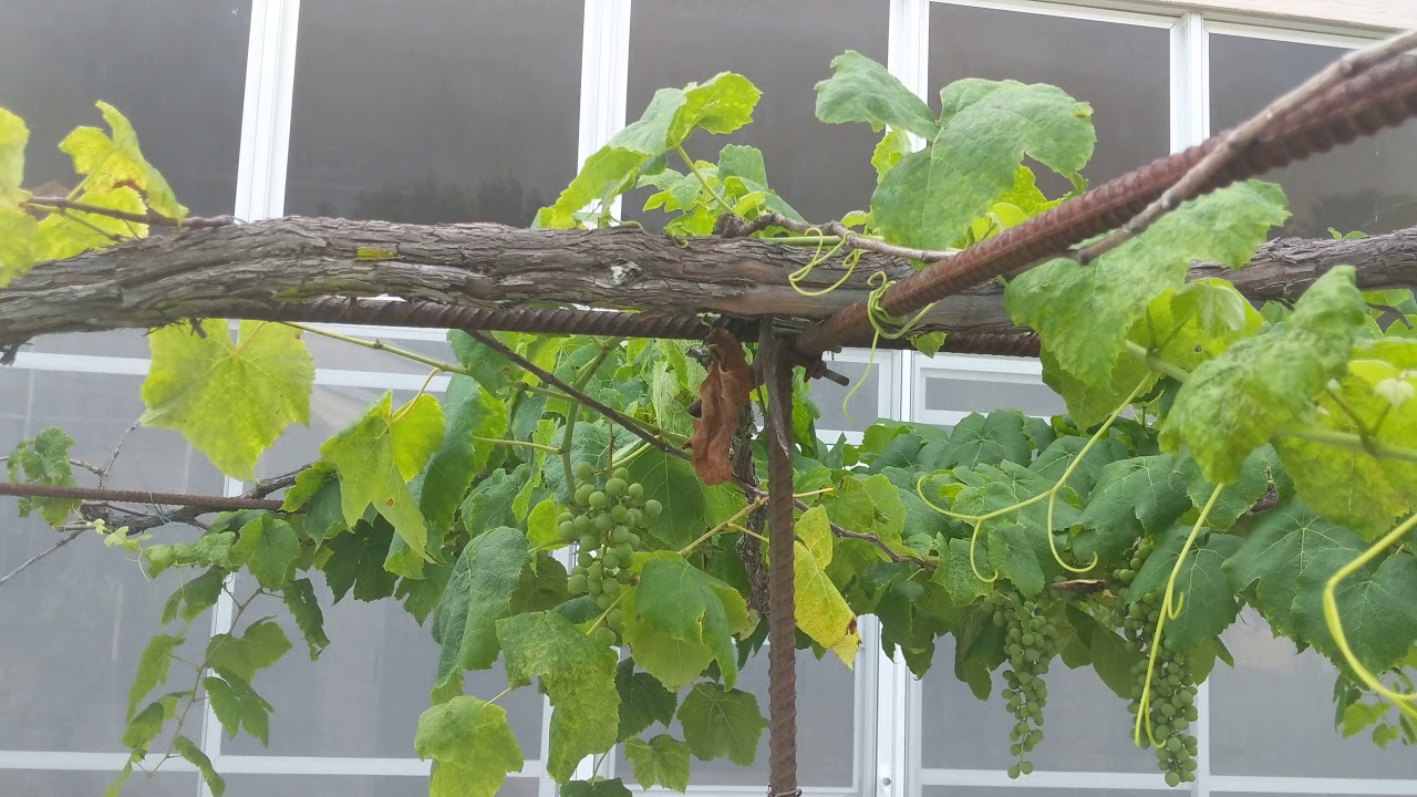 Green Seedless Grapes In Florida Zone 9b YouTube