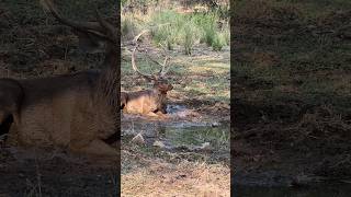 Morning Routine - mud bathing #ranthambore  #tigersafari #sambal #deer #wildlife #ranthamboretiger