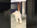 Hamare ghar ka sabse ladla member ❣️ #dailyvlog #cat #persiancat #catblogger #lovelycat
