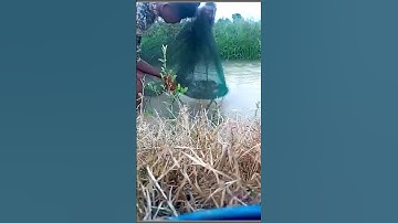 How to trap crabs in the canal #crab #trap #howto