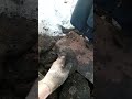 Шихта