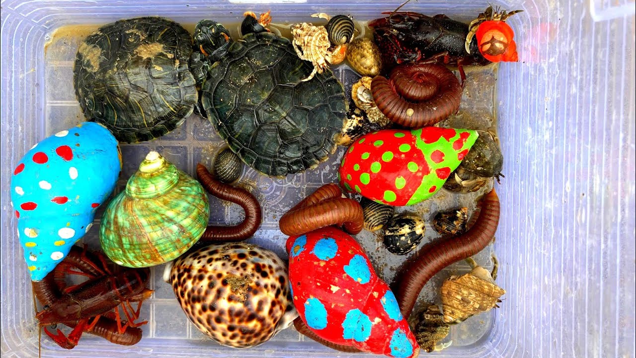 I Explored Nature For 1 Day and Found These Amazing Creatures