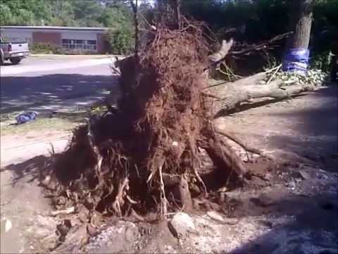Capn Jack and the Stump