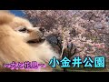 【犬と花見】桜の名所、小金井公園でポメと花見。花びら舞うドッグランを駆け回るワンコたち【小金井編】