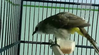 Download Lagu suara trucuk ropell rapat gacor bagus buat masteran MP3