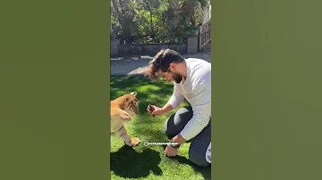 What Filming Tigers Is Like 