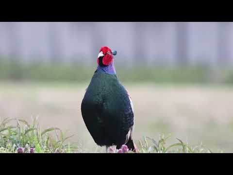 Green Pheasant of Sado | JAPAN Forward